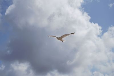 Low angle view of seagull flying in sky