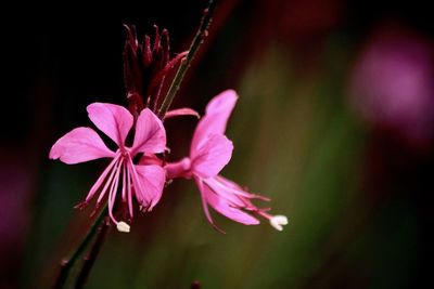 Close-up of pink flowering plant