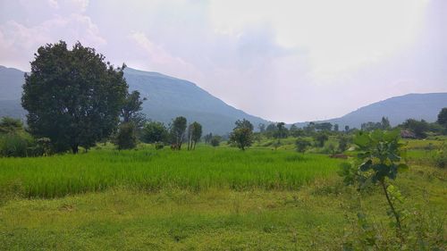 Scenic view of field against sky