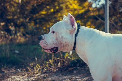 Close-up of dog