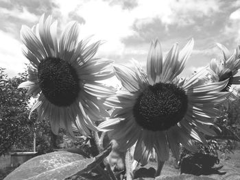 Close-up of sunflower blooming against sky