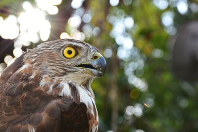 Close-up of bird with yellow eyes