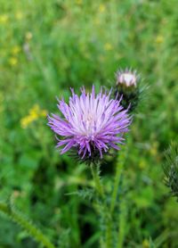 Close-up of thistle blooming outdoors