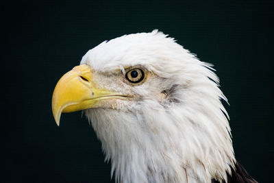 Close-up of eagle looking away against black background