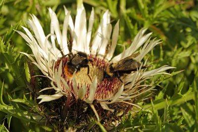 Close-up of bee pollinating flower