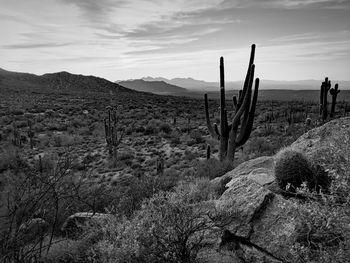 Cactus growing on field against sky