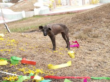 View of a dog on field