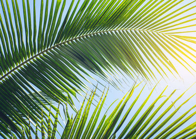 Palm tree leaves against sky