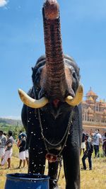 Elephant drinking water