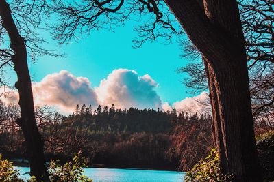Panoramic view of trees in forest against sky