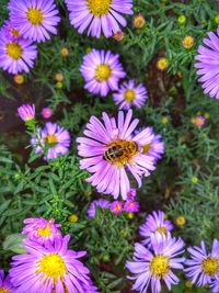 Close-up of honey bee pollinating flower