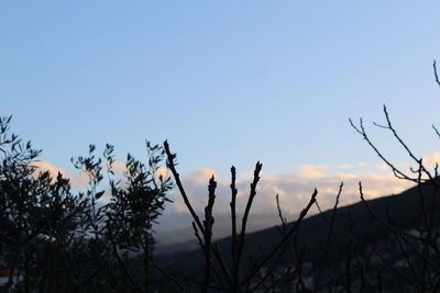 Low angle view of silhouette plants against sky during sunset