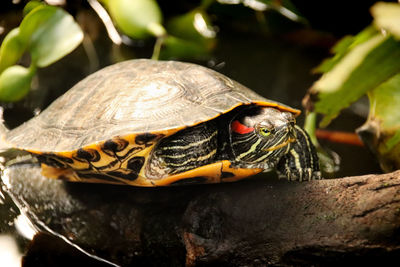 Close up of a red eared slider turtle in cuc phoung national park in vietnam