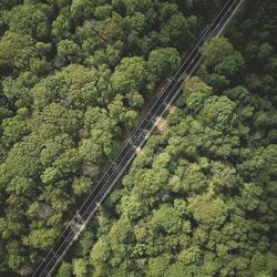 Birdview of road amidst trees in forest