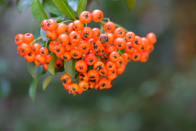 Close-up orange fruits of firethorn plant