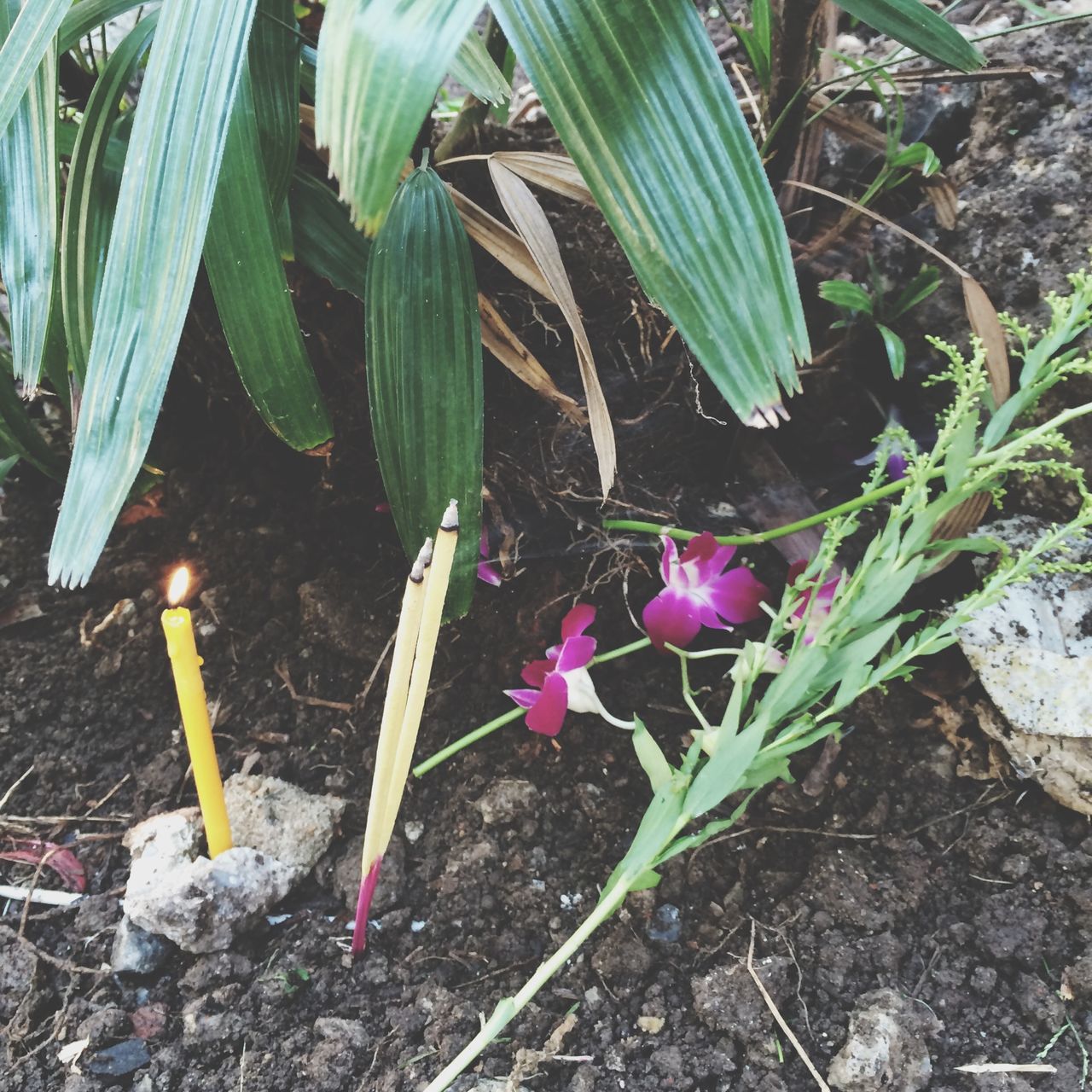 flower, plant, growth, freshness, leaf, fragility, petal, nature, high angle view, close-up, stem, beauty in nature, flower head, growing, field, blooming, day, outdoors, no people, front or back yard