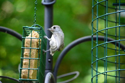 Close-up of bird in cage