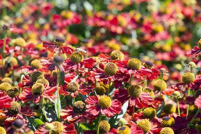 Helenium blooming on field