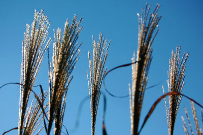 Low angle view of plants against clear blue sky