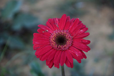 Close-up of red flower