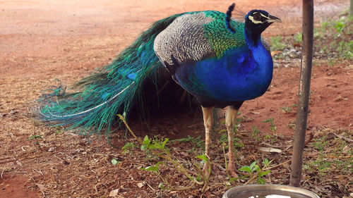 Close-up of peacock perching on field