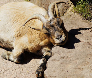 High angle view of goat resting on stone 