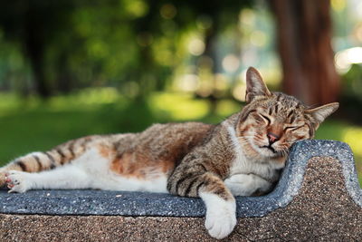 Cat lying on retaining wall