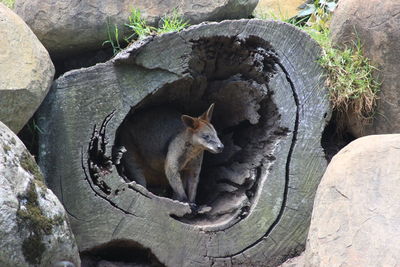 Close-up of squirrel on plant