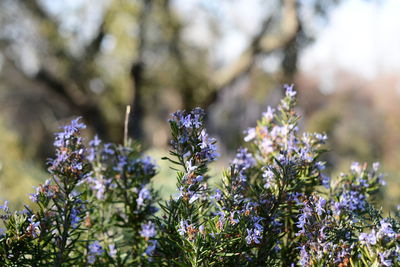 Close-up of fresh flowers blooming on tree