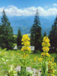 Close-up of yellow flowering plant on field