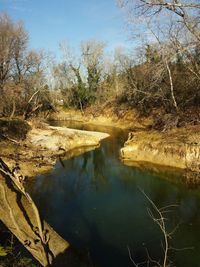 Reflection of trees in water