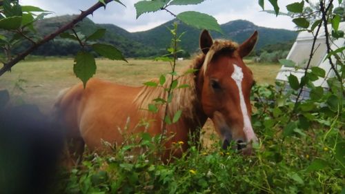 Horse standing in ranch