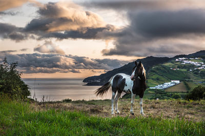 Horse standing in a field