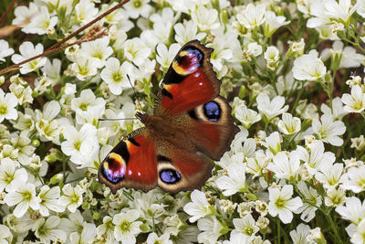 Close-up of butterfly on flower