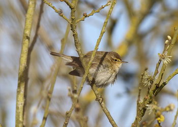 Close-up of bird perching on branch