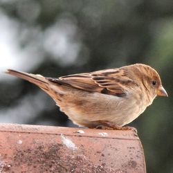 Close-up of bird perching