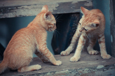 Close-up of kitten sitting