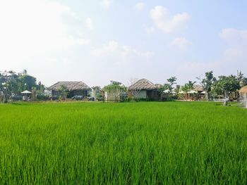 Scenic view of agricultural field against sky