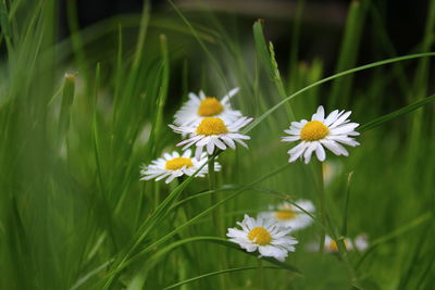 Close-up of white daisy flowers on field