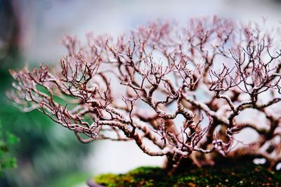 Close-up of bonsai tree