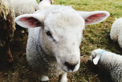 Close-up of sheep