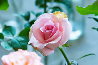 Close-up of pink rose