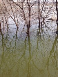 Reflection of bare trees in water