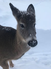 Portrait of deer on snow covered field