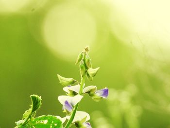 Close-up of purple flowering plant