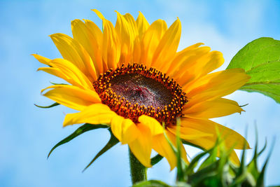 Close-up of sunflower against sky