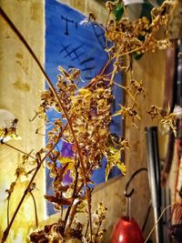 Close-up of flowering plant against building