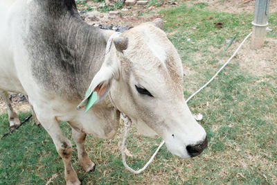 Cow grazing on field