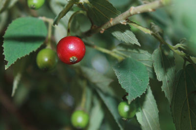 Close-up of strawberry growing on tree