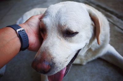 Close-up of hand holding dog